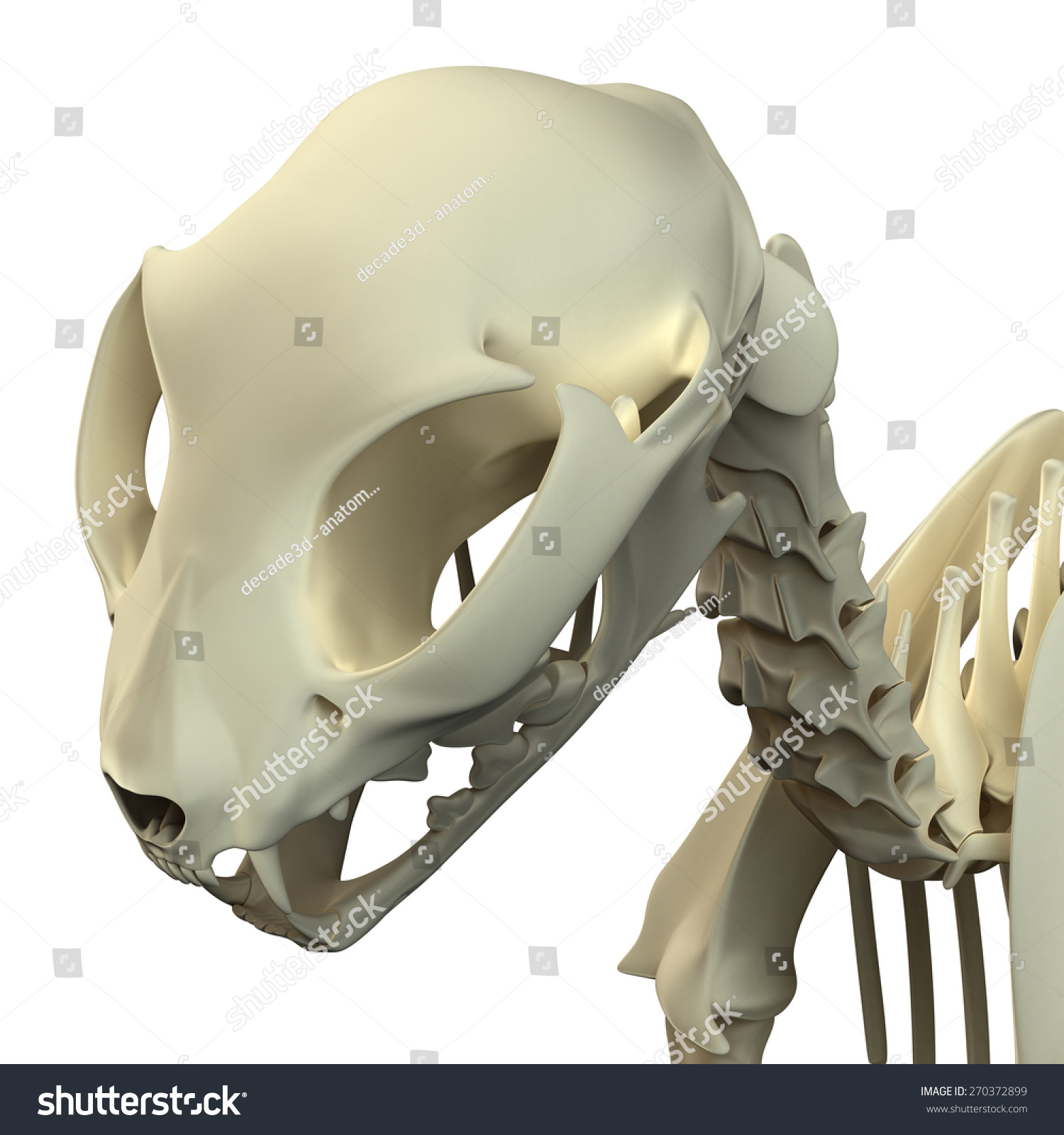 Cat Skull Anatomy - Anatomy Of A Cat Cranium Stock Photo 270372899 