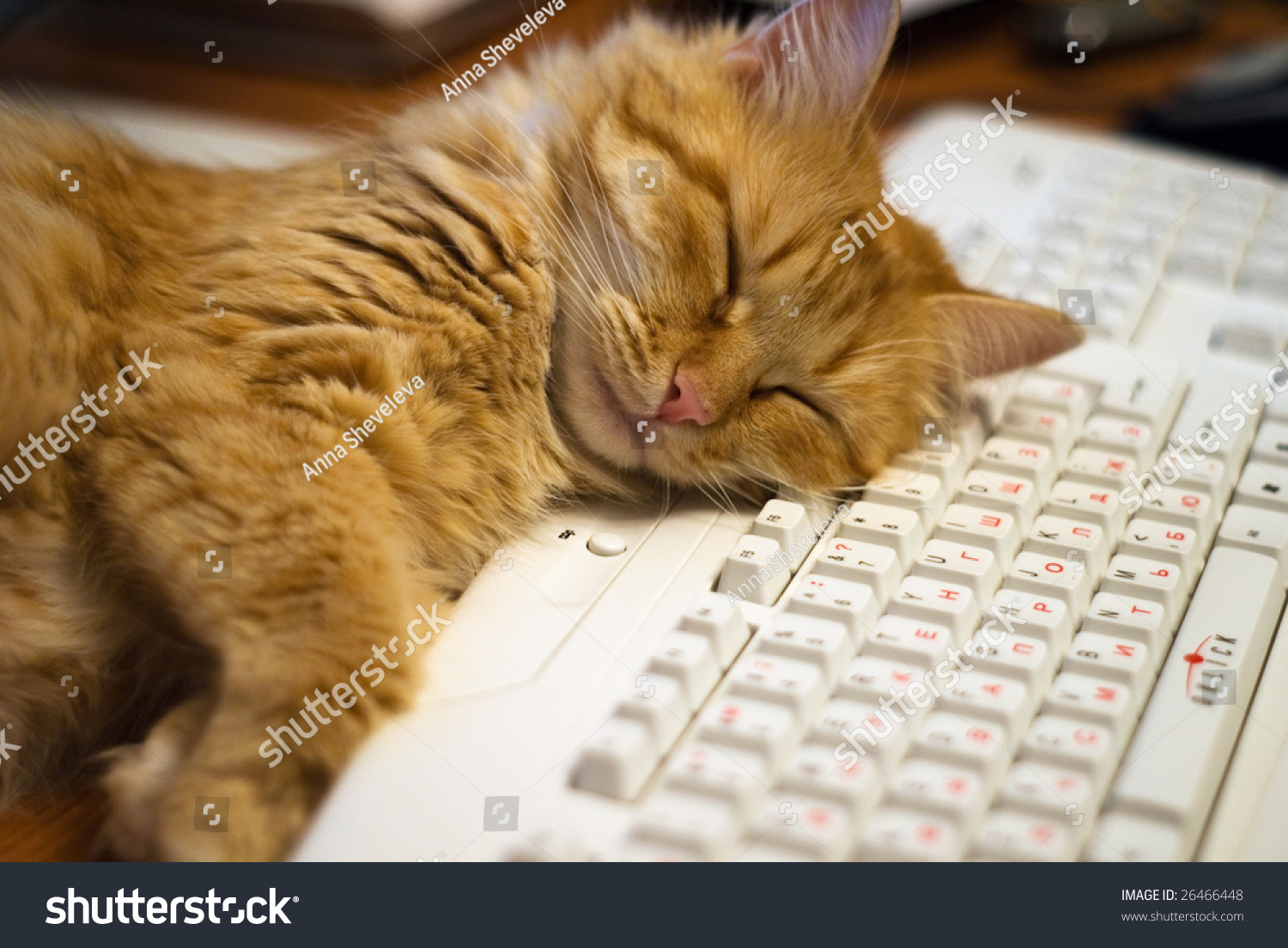 Cat Sleep On A Keyboard Stock Photo 26466448 Shutterstock