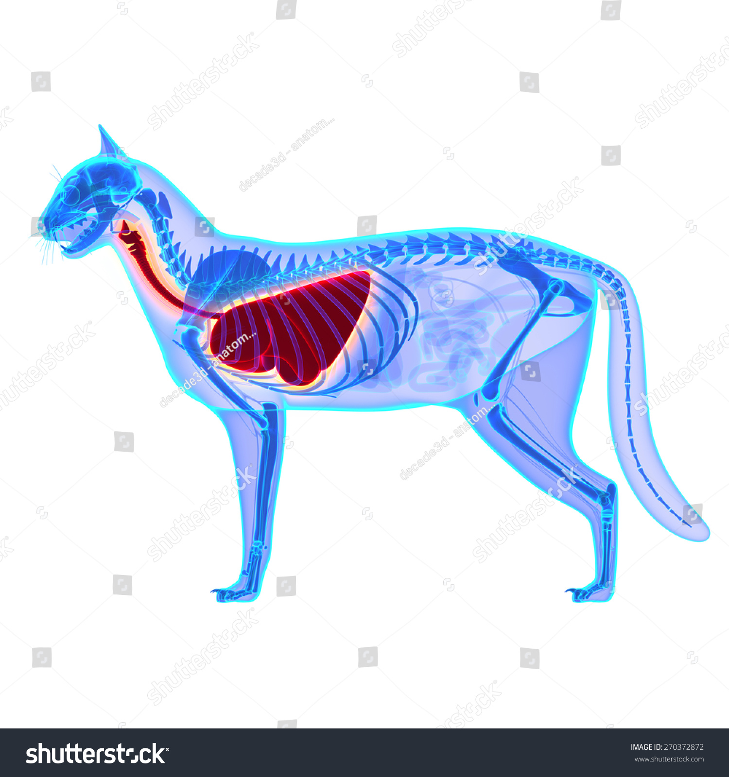 Cat Thorax, Lungs Anatomy Felis Catus Stock Photo 270372872