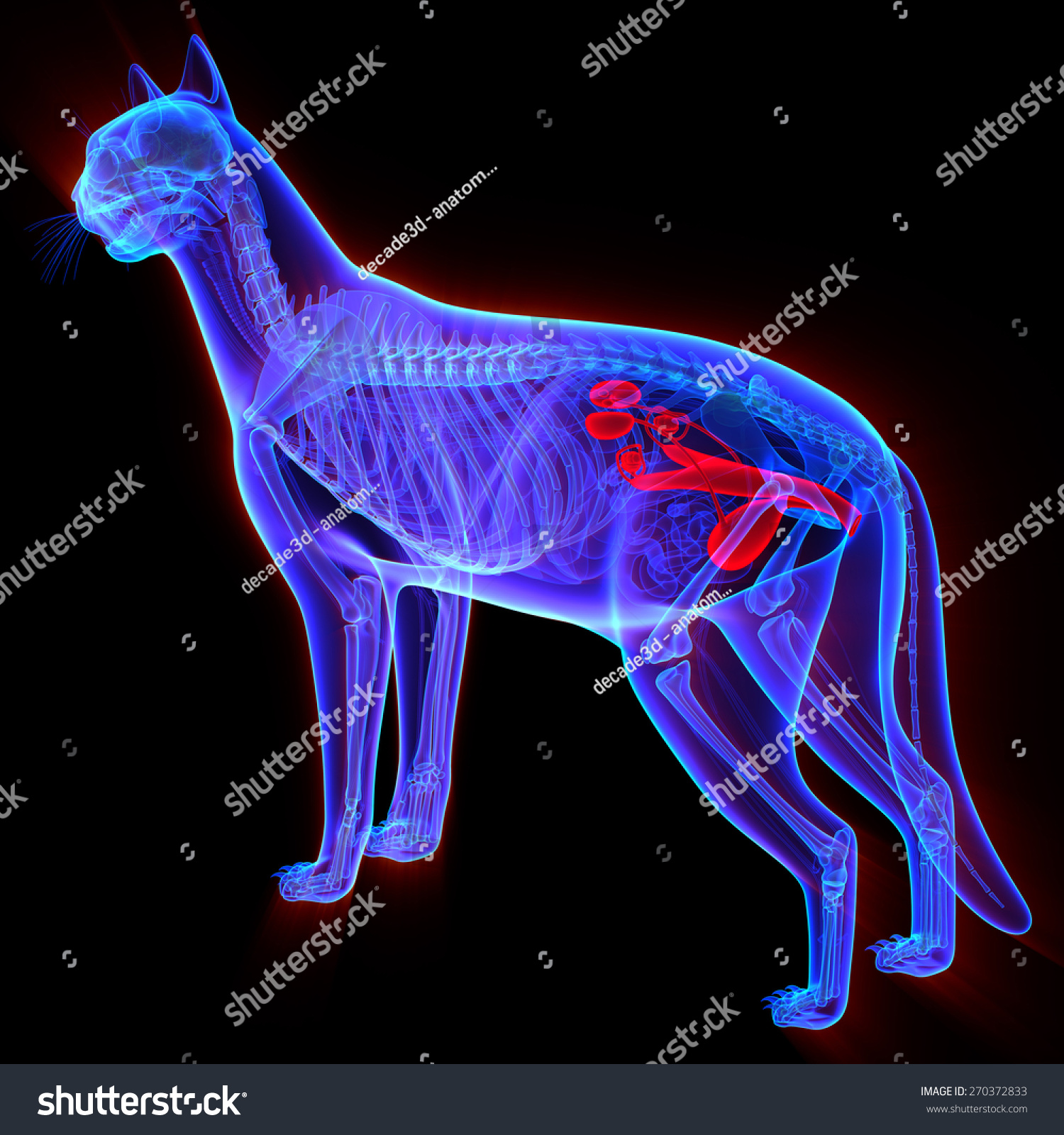 Cat Urogenital System Felis Catus Anatomy Stock Illustration 270372833 Shutterstock 8062