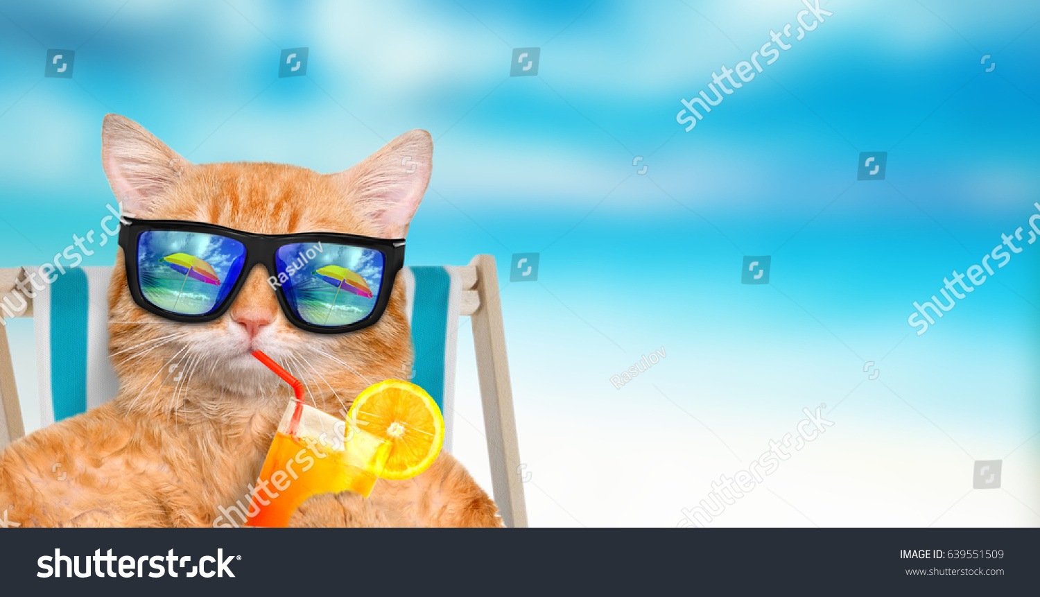 Cat Wearing Sunglasses Relaxing Sitting On Stock Photo 639551509