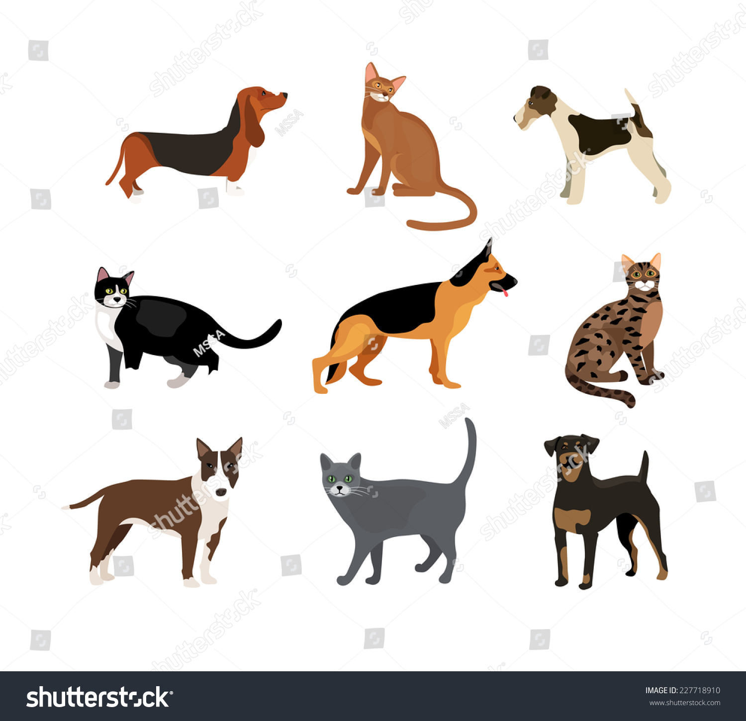 different colored rottweilers cats and dogs illustration showing different breeds including a rottweiler fox terrier different colored rottweilers cats and dogs illustration showing different breeds including a rottweiler fox terrier