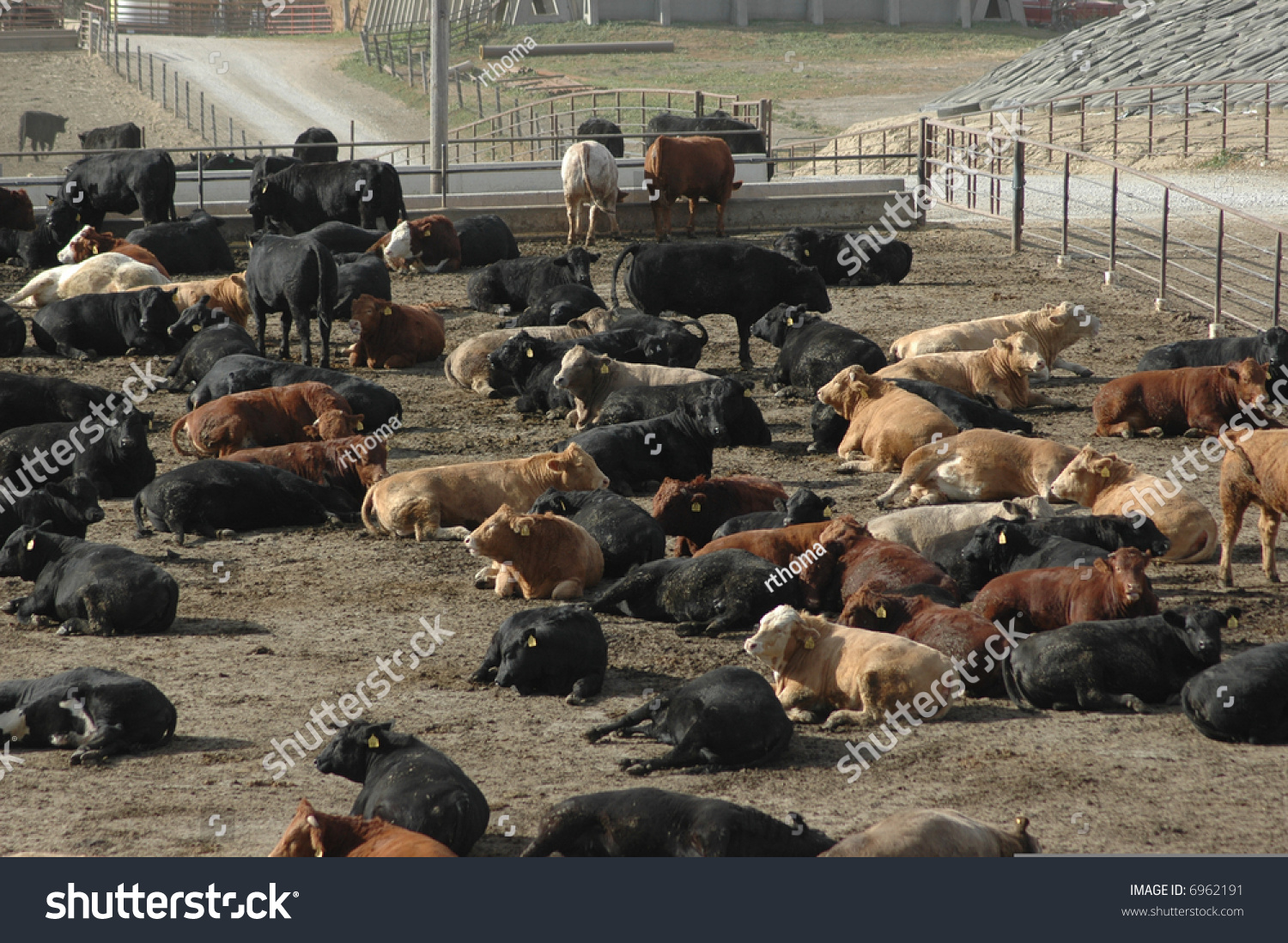 Business Plan For Cattle Farming