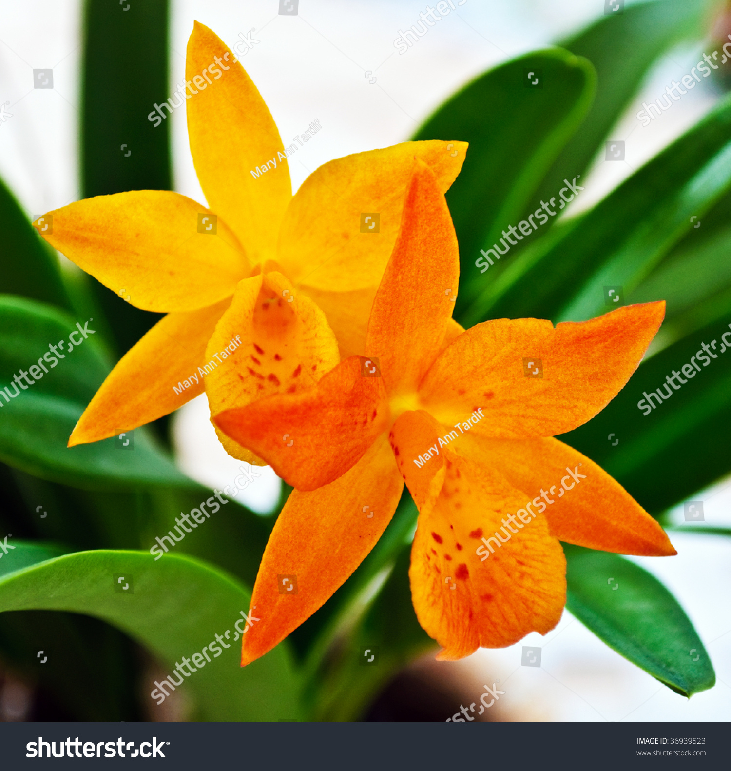 Orchid Cattleya Orchid Cattleya