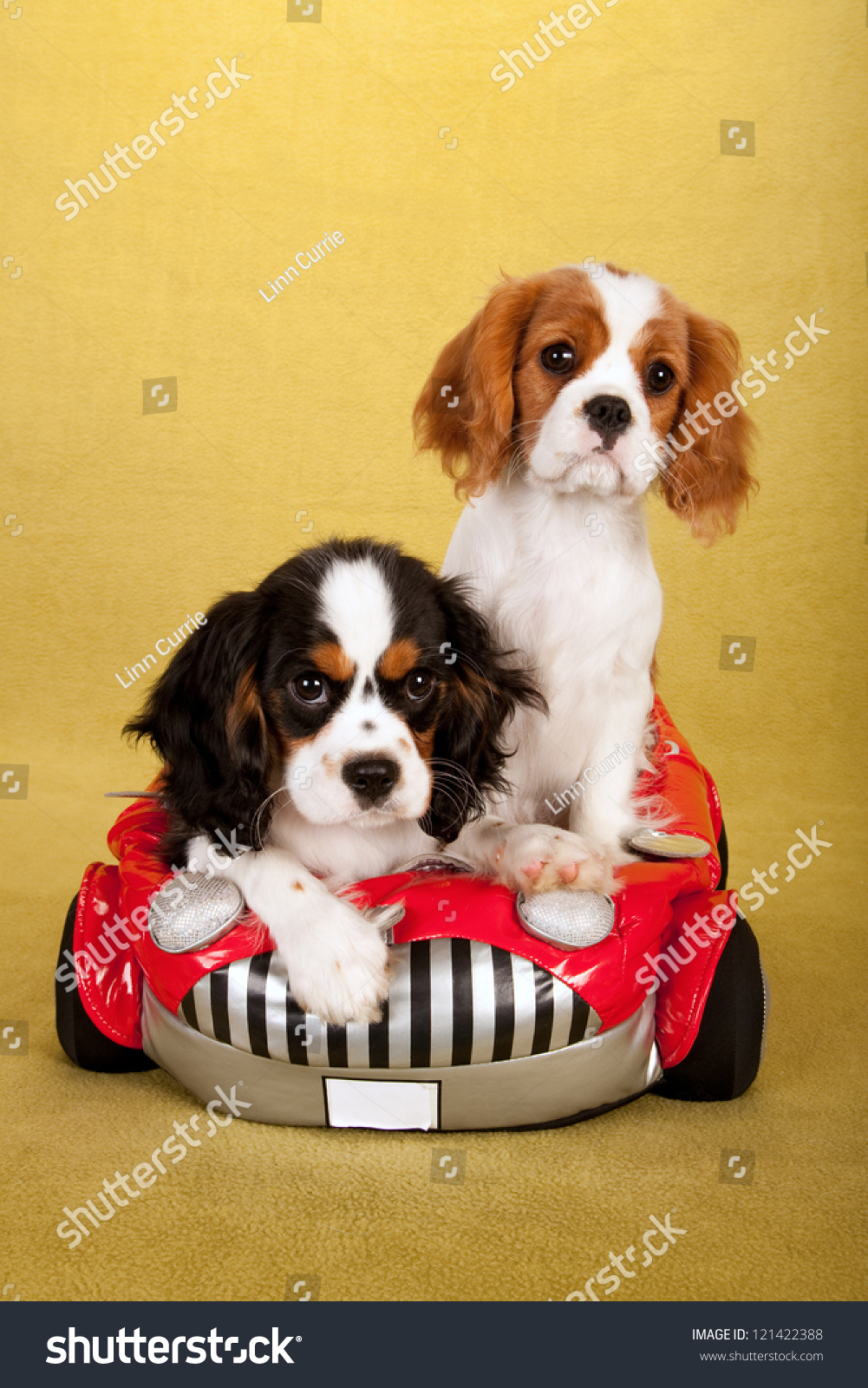 cavalier king charles spaniel soft toy