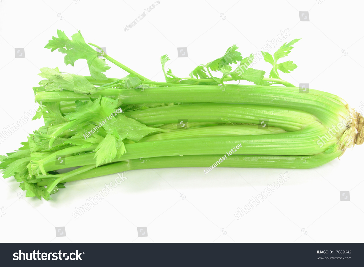 Celery Leaves And Stalks. Picture Of Celery (Mediterranean Specie