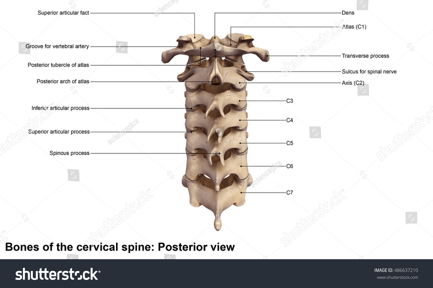 Cervical Spine Posterior View 3d Illustration - 486637210 : Shutterstock