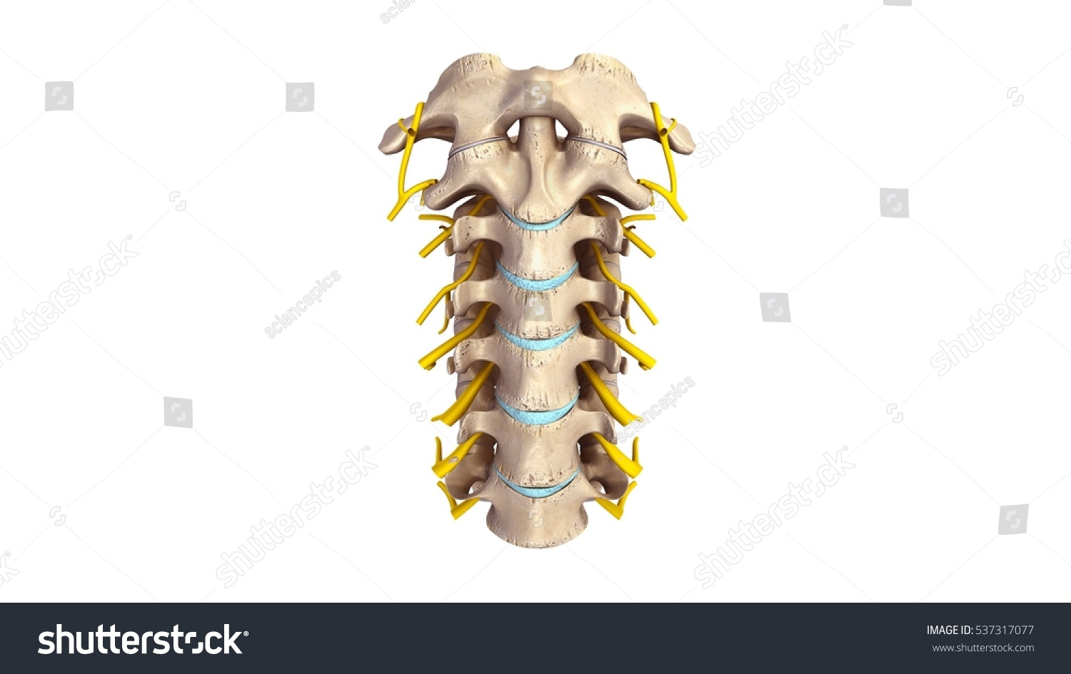 Cervical Spine Nerves Anterior View D Stock Illustration