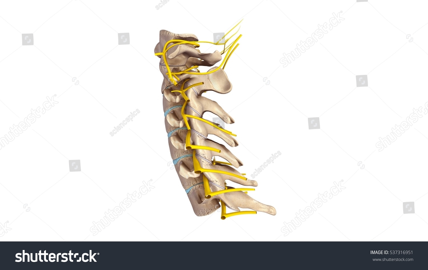 Cervical Spine Nerves Lateral View D Stock Illustration