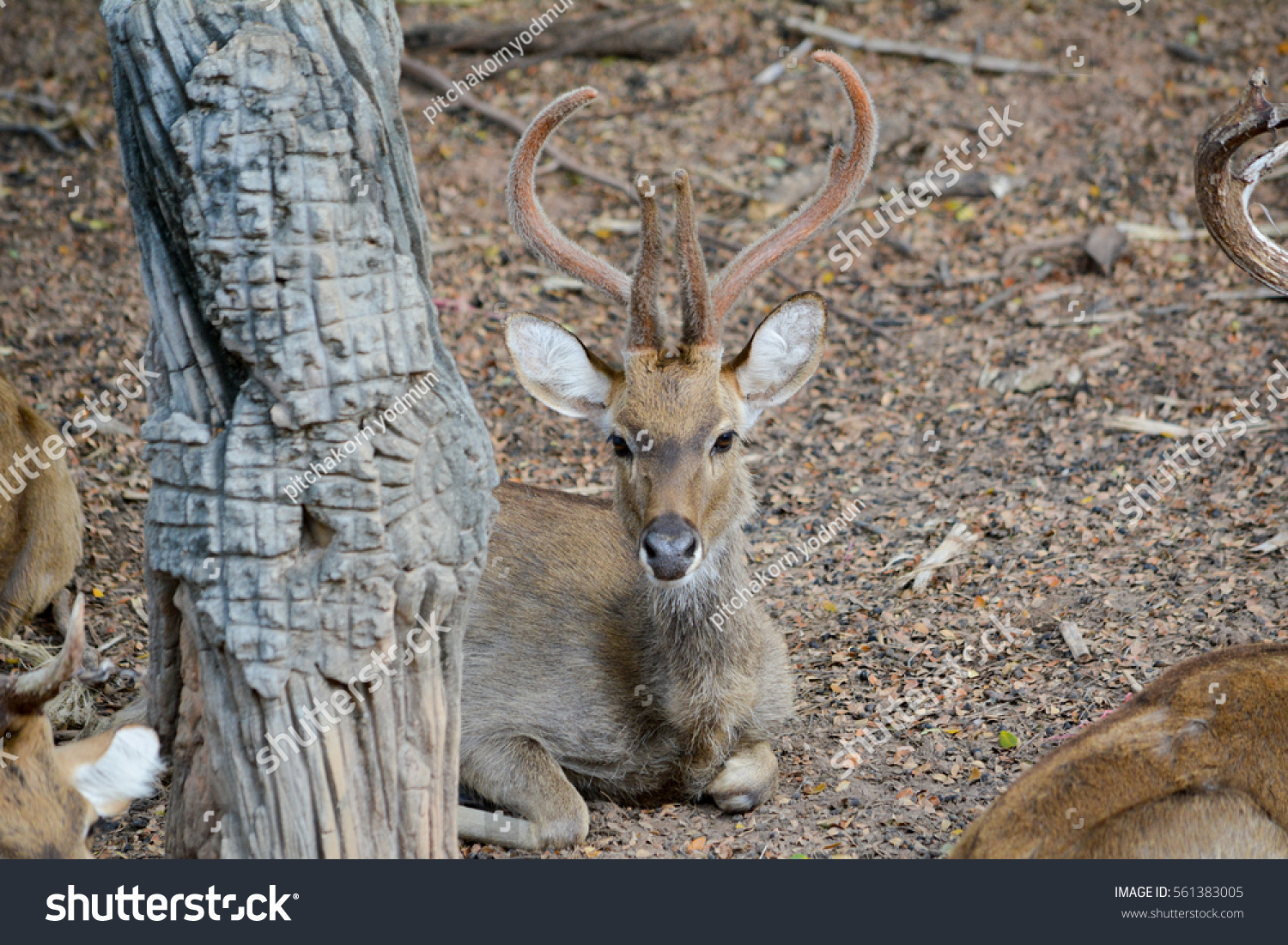 Cervus Eldi Rucervus Eldii Eld Deer Stock Photo 561383005 Shutterstock