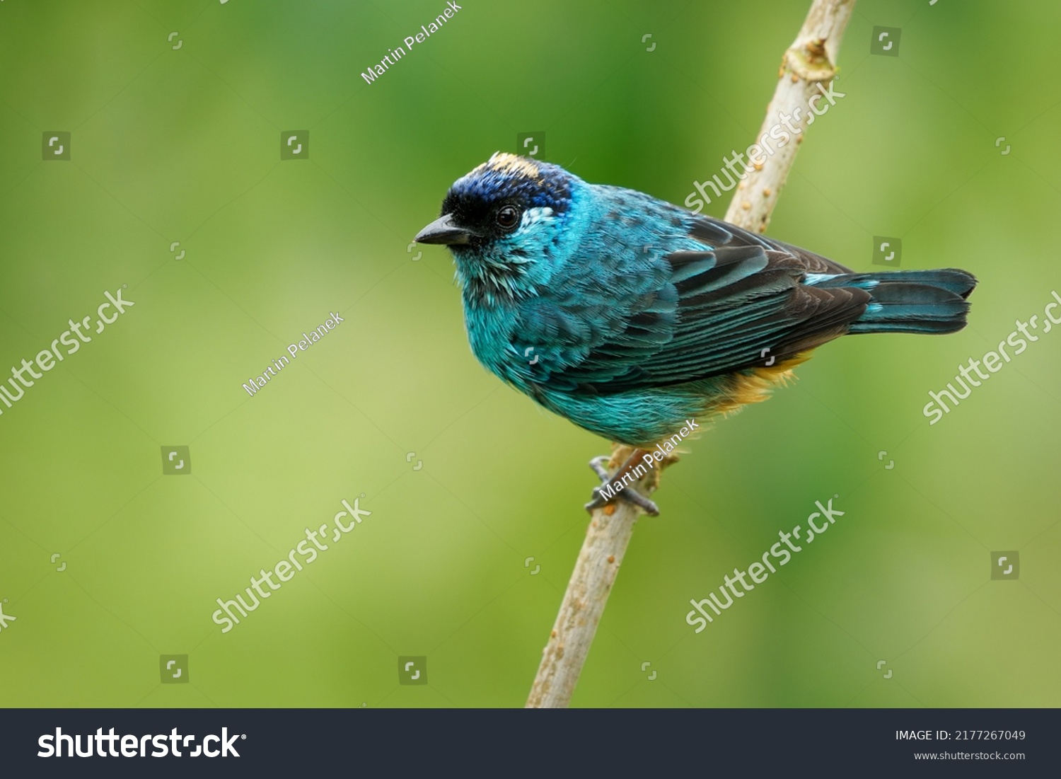 Chalcothraupis Ruficervix Goldennaped Tanager Blue Bird Stock Photo