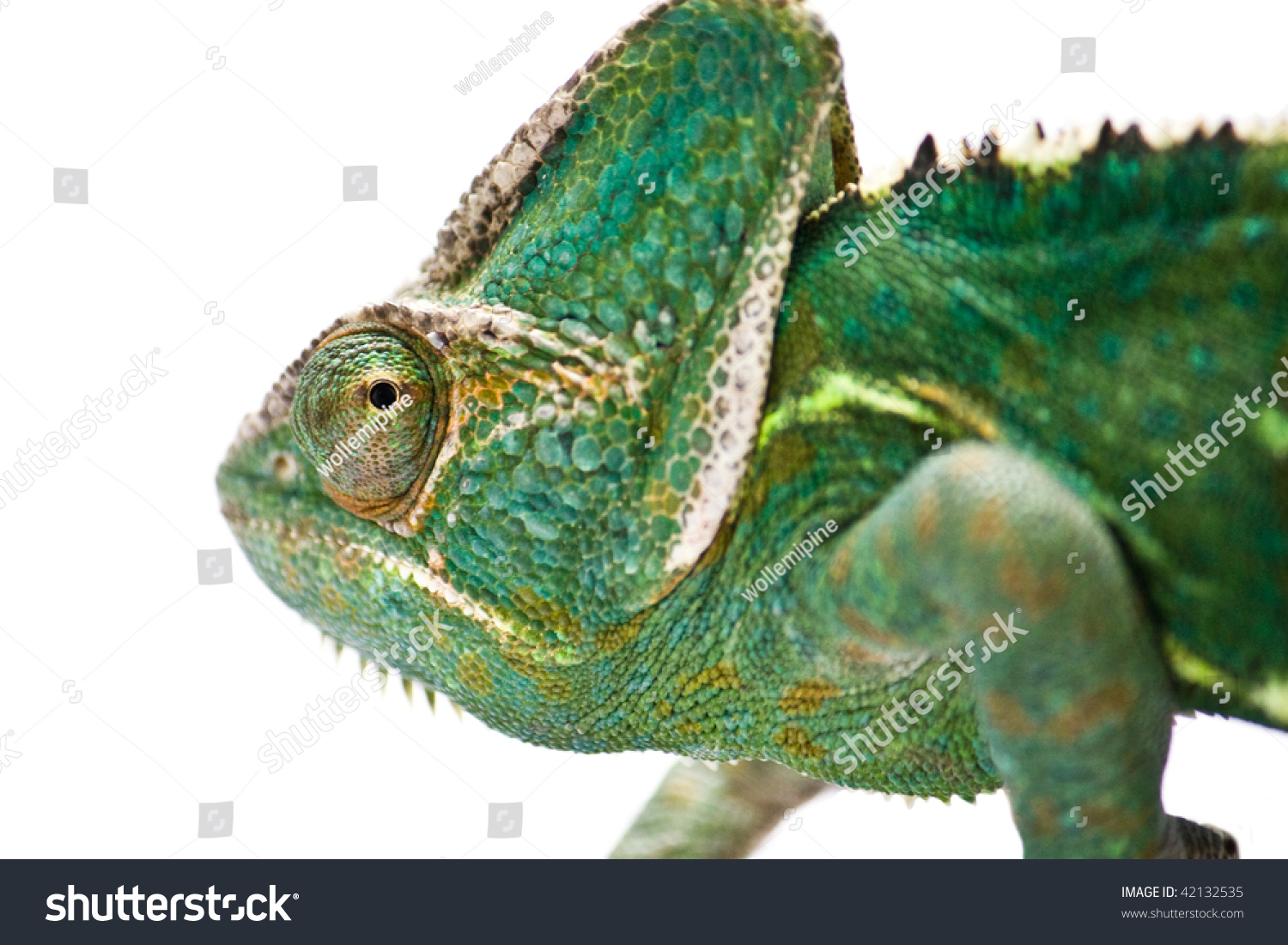 Chameleon Camouflage Isolated With Clipping Path Stock Photo 42132535