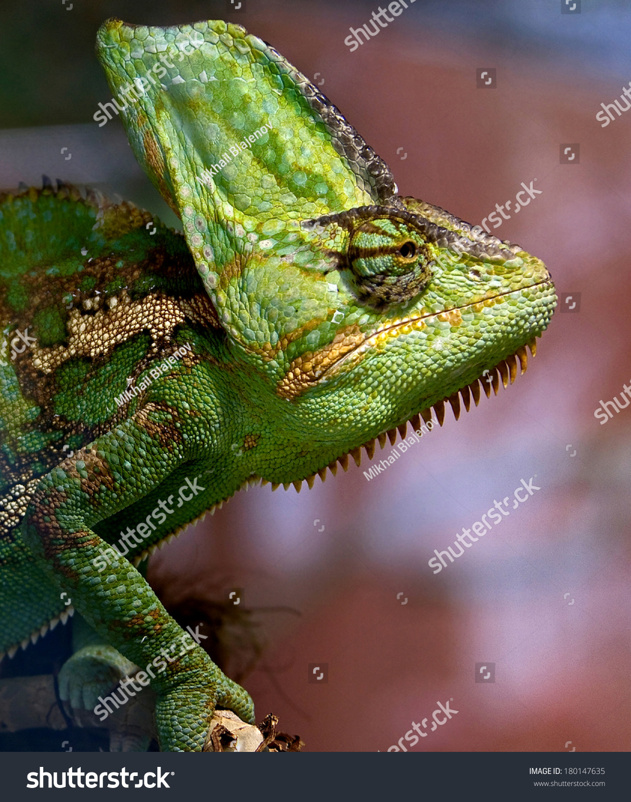 Chameleon. Latin Name - Chamaeleo Calyptratus Stock Photo 180147635