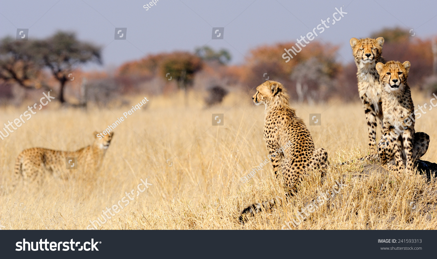 stock-photo-cheetah-cubs-on-termite-mount-241593313.jpg