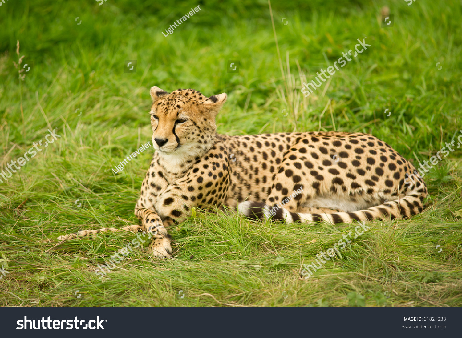 Cheetah Resting In Grass With Legs Crossed Cheetah Resting In Grass With Legs Crossed Stock Photo