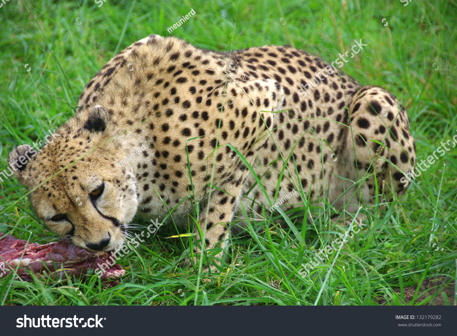 Cheetah Wild Cat Eating Raw Meat On Green Grass Stock Photo 132179282