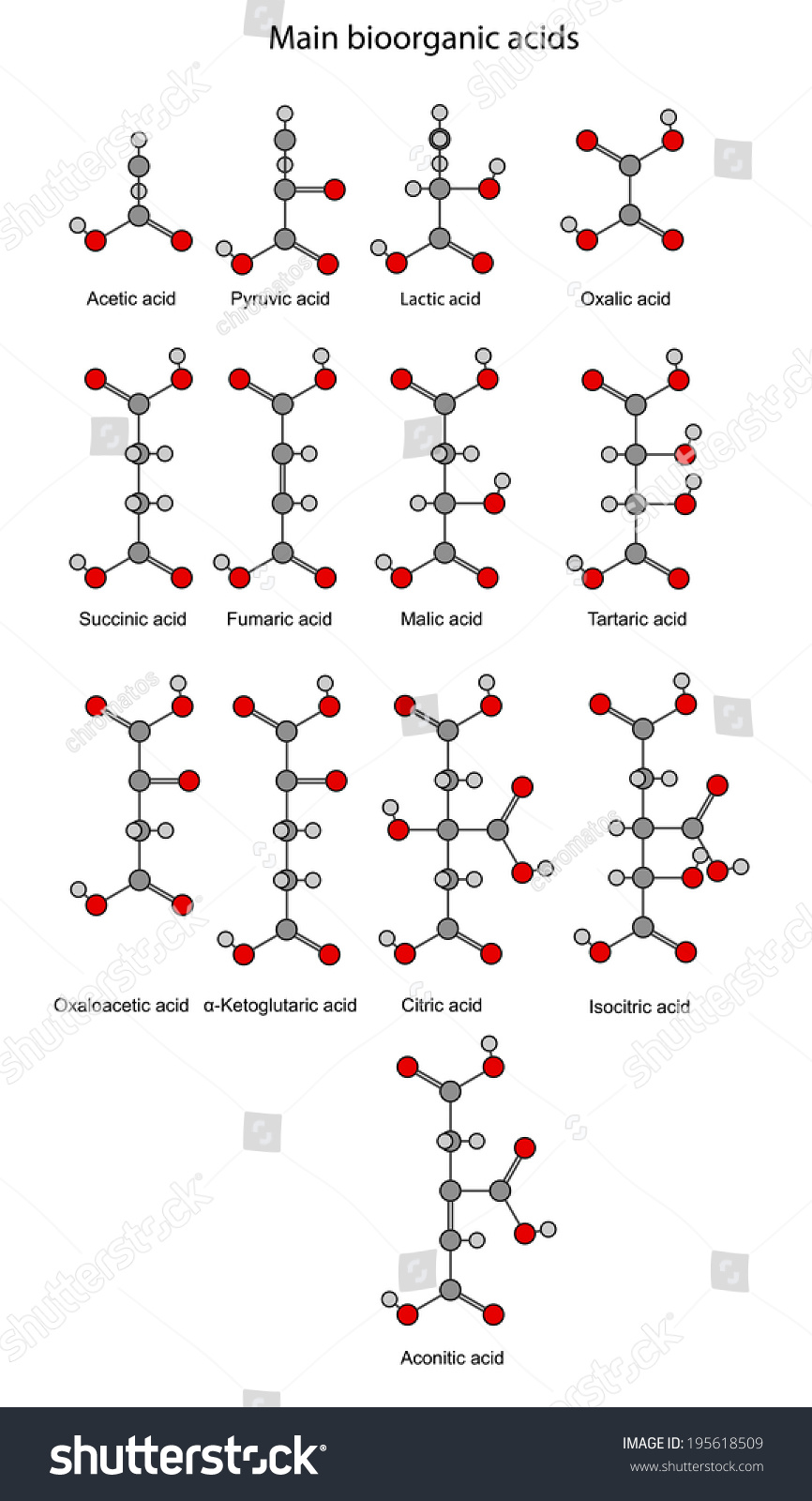 molecular formula of succinic acid coursework molecular formula of succinic acid coursework