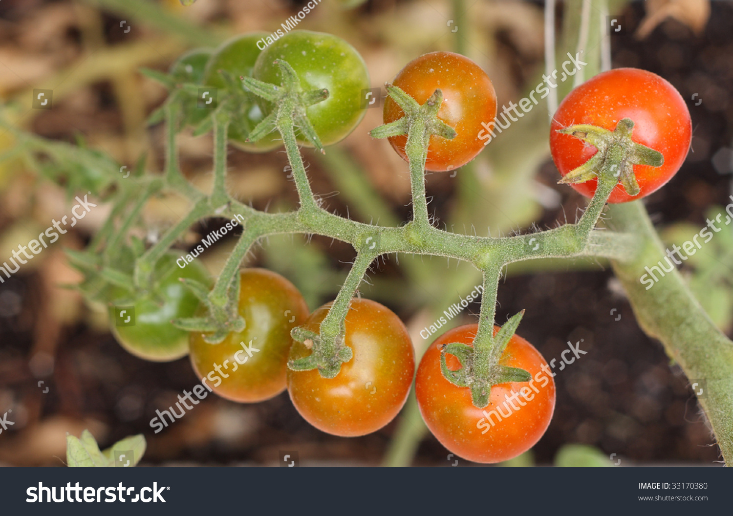 cherry-tomatoes-whole-gouda-company