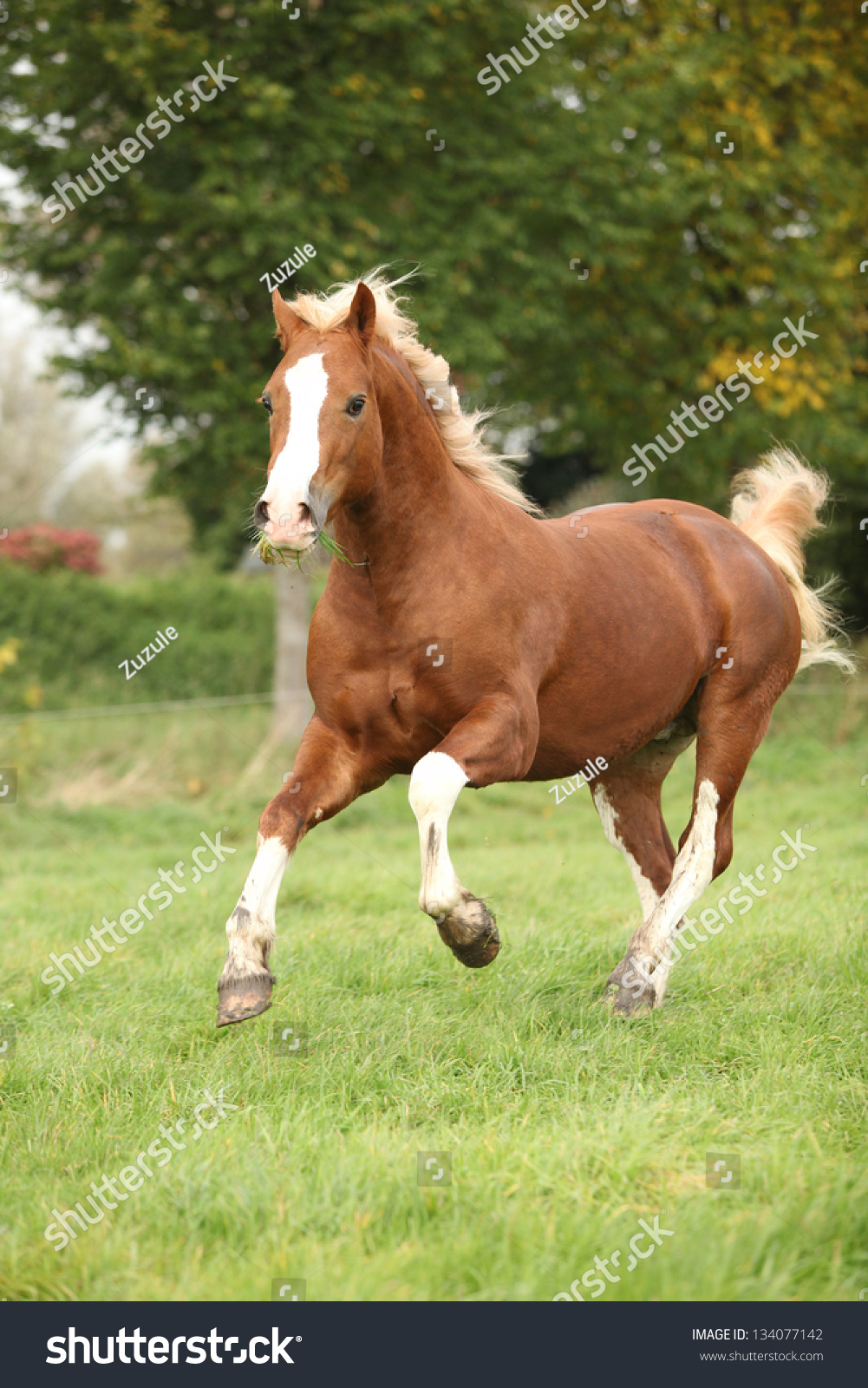 Chestnut Welsh Pony With Blond Hair Running On Green Grass Stock Photo ...