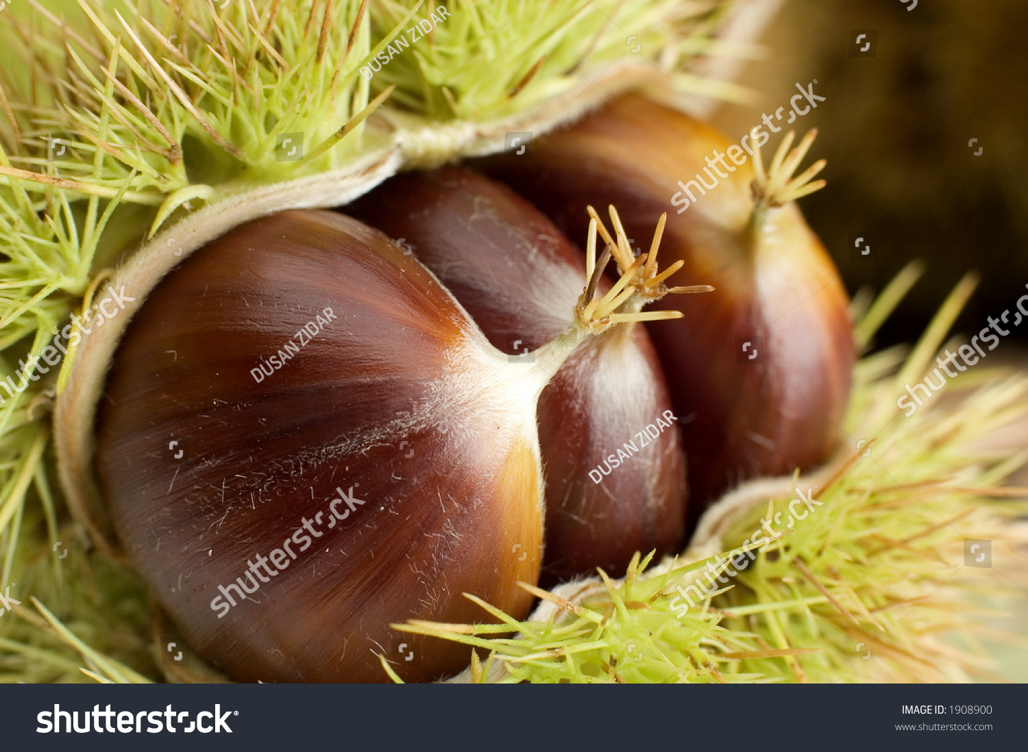 Chestnut With Spiky Outer Shell Close-Up Stock Photo 1908900 : Shutterstock