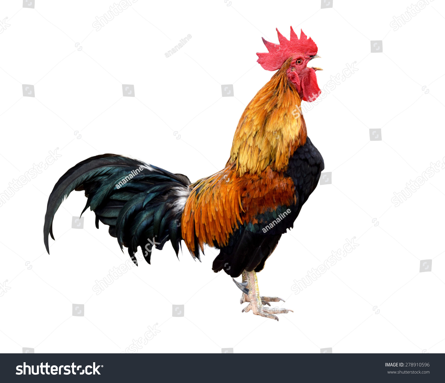 free clip art of rooster - photo #43