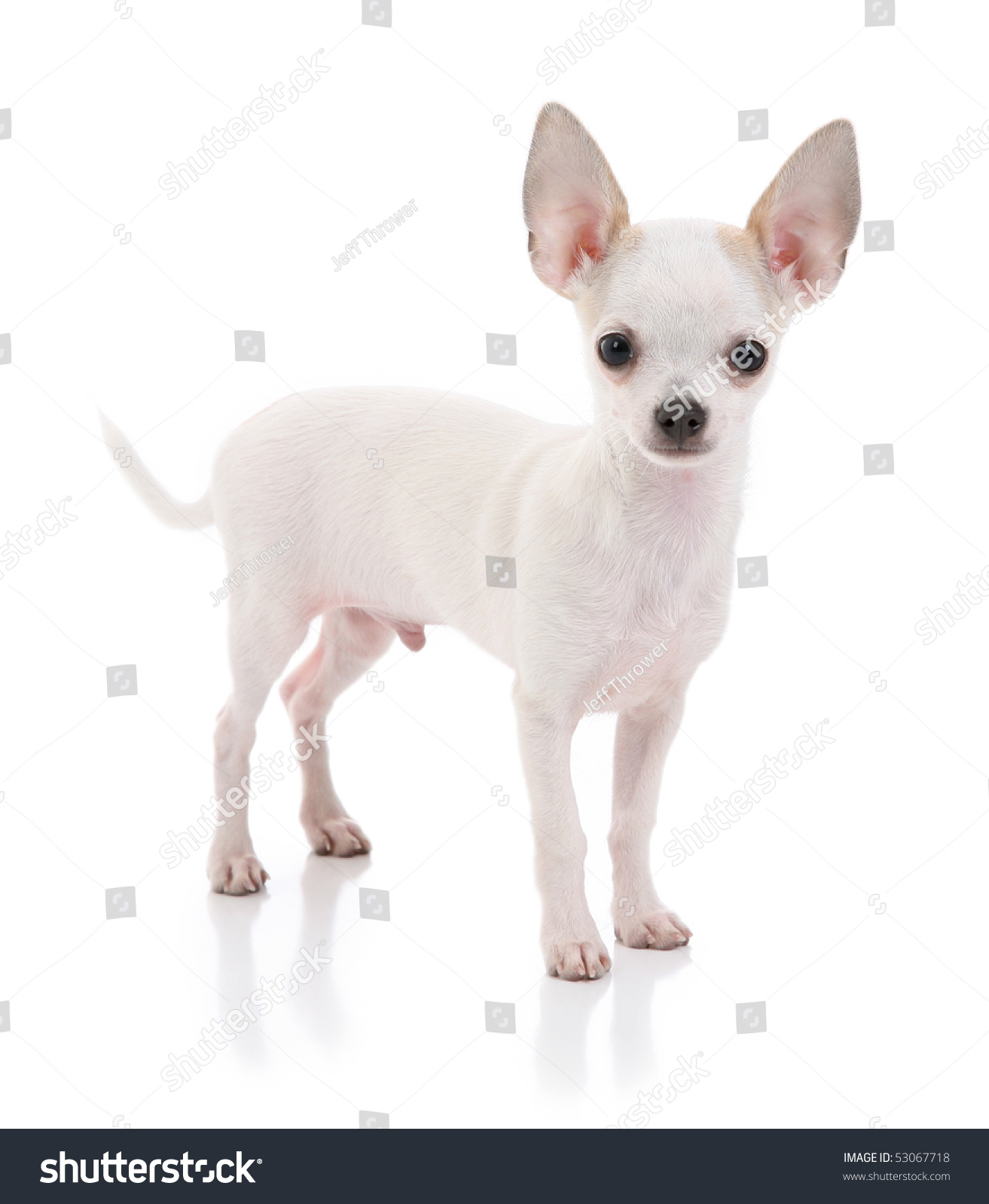  chihuahua dog 