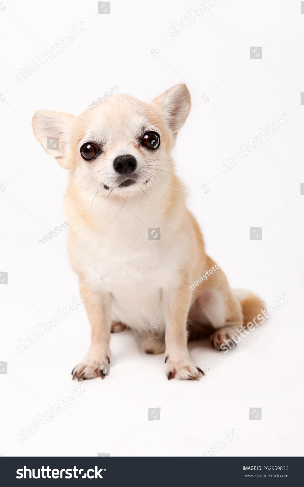 chihuahua tiny toy