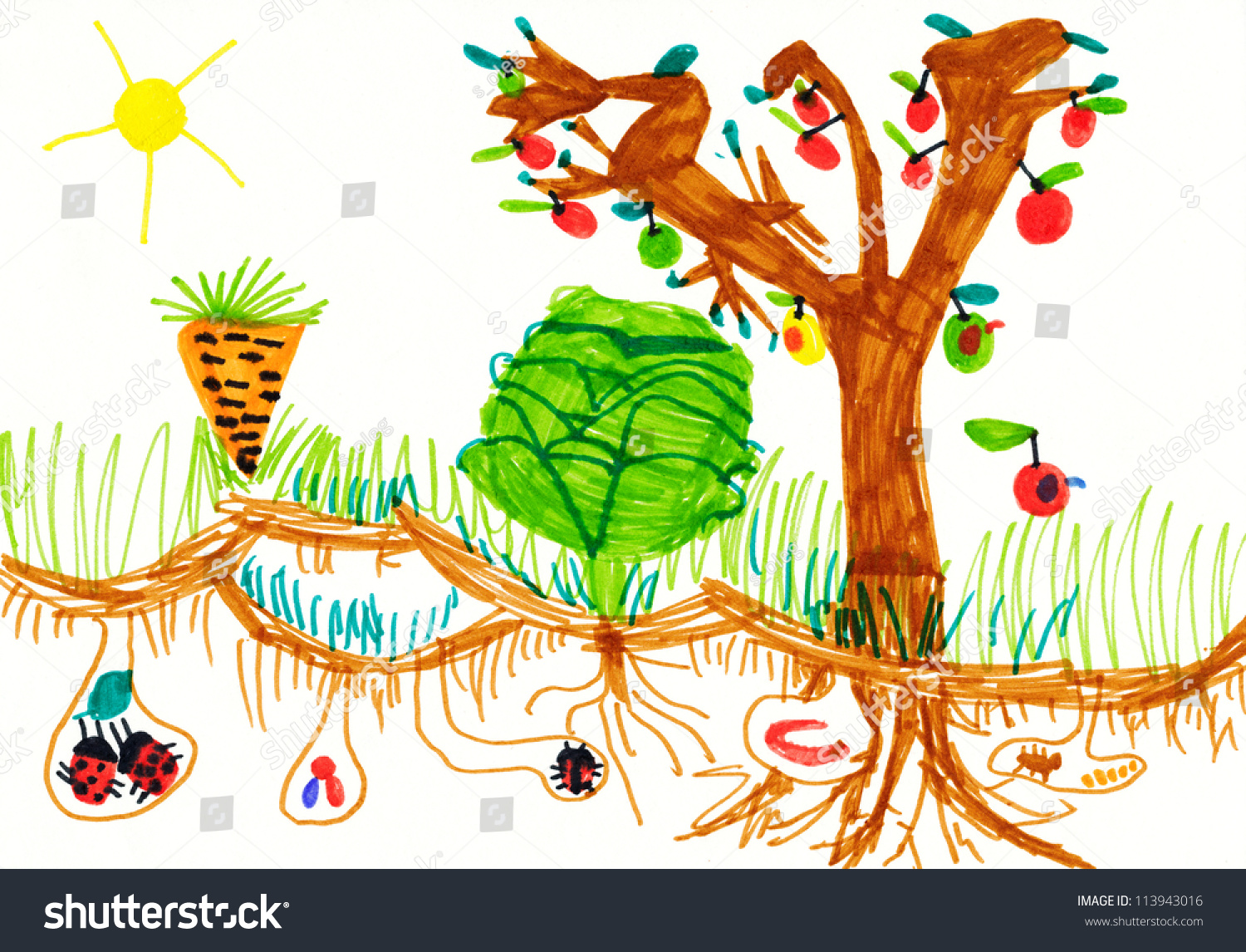 Child'S Drawing On Paper. Kitchen Garden Stock Photo 113943016