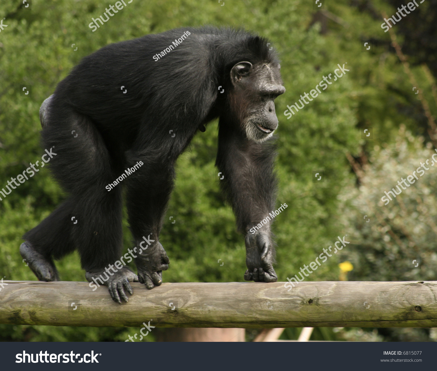 Chimpanzee Walking Across Pole Stock Photo 6815077 Shutterstock