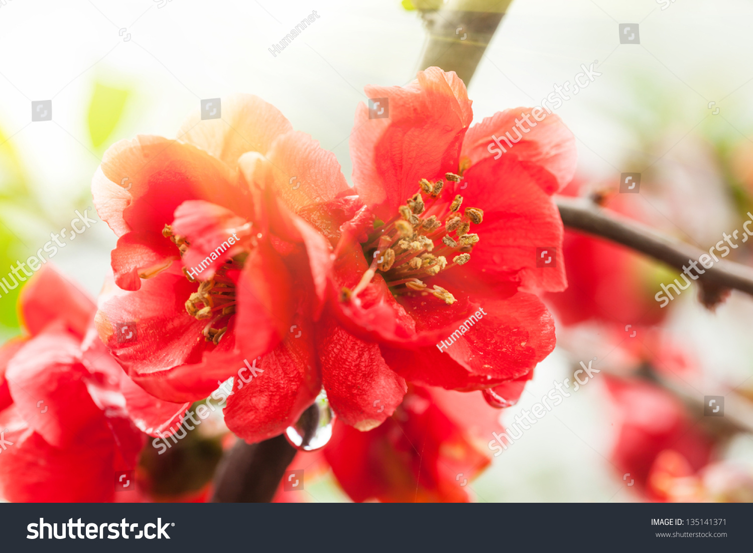 chinese-flowering-apple-scientific-name-malus-spectabilis-stock-photo