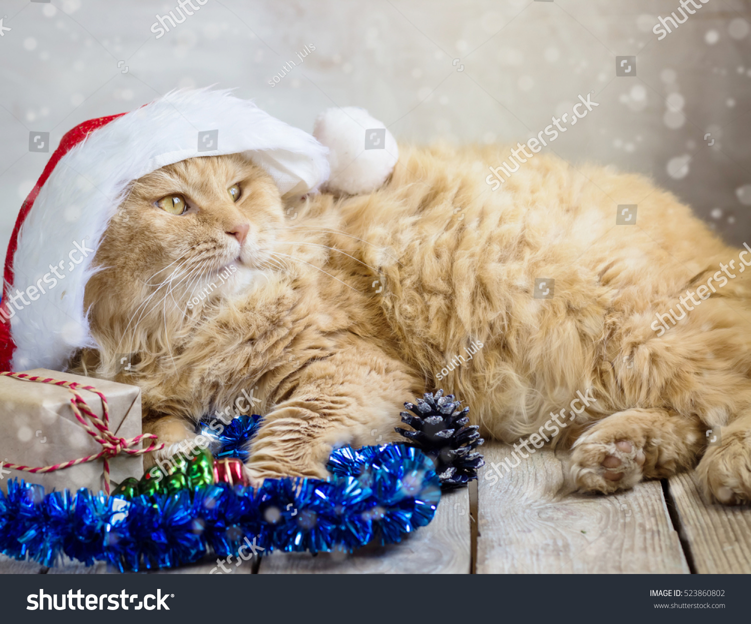 Christmas Cat Red Santa Claus Cap Stock Photo 523860802 Shutterstock