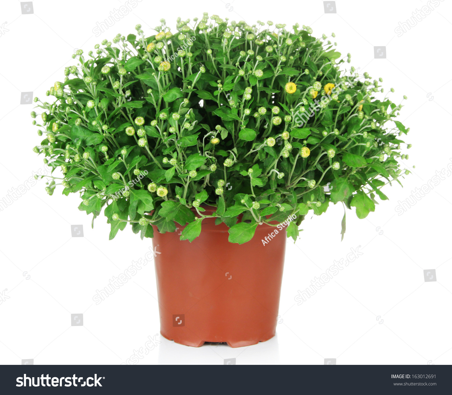 Chrysanthemum Bush In Pot Isolated On White Stock Photo 163012691 