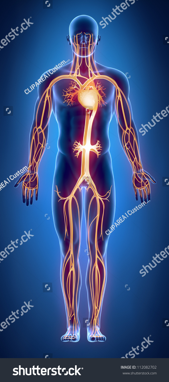 Circulatory System Anatomy Stock Photo 112082702 : Shutterstock