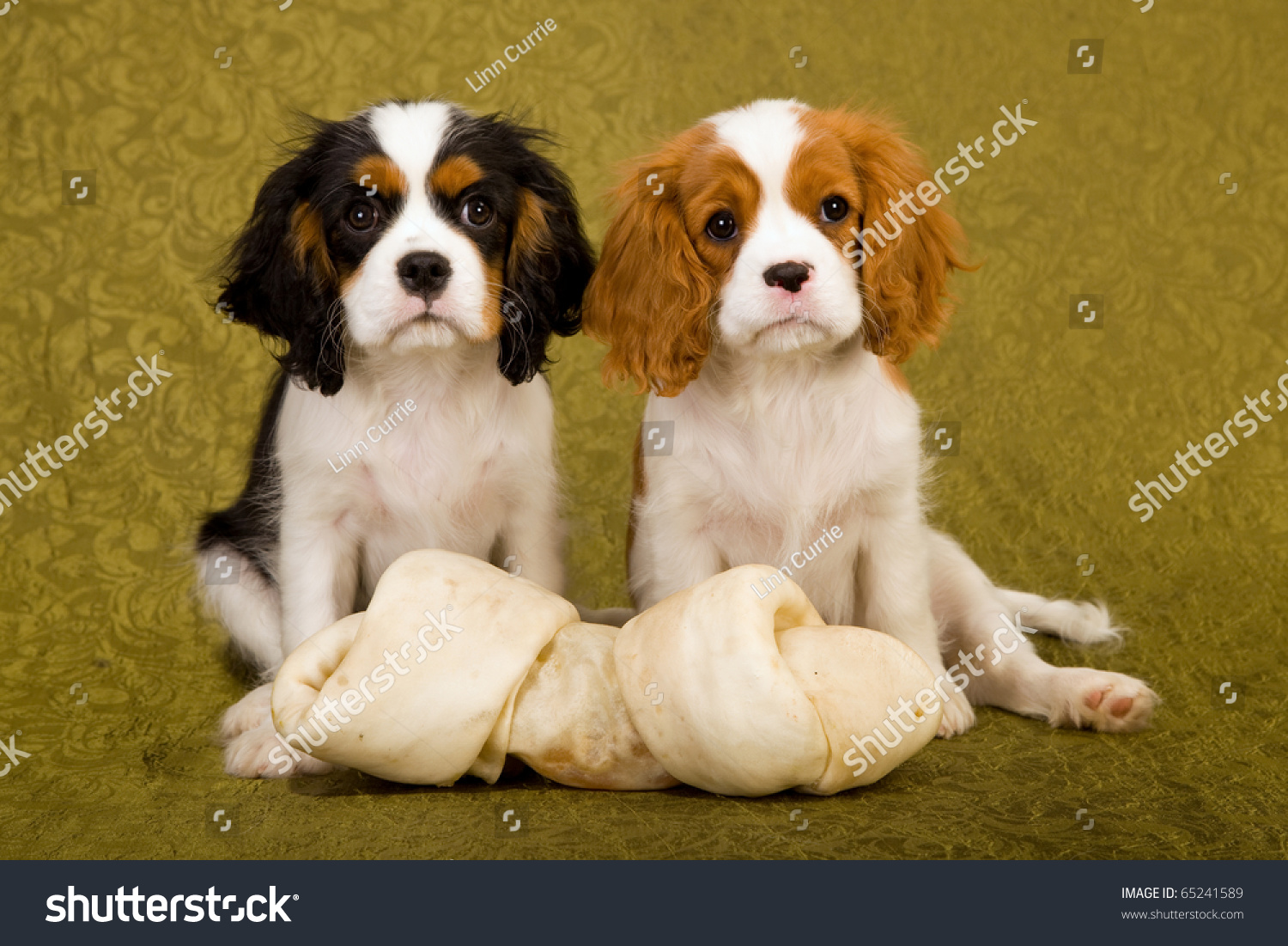 ckc puppies ckc puppies large bone on stock photo 65241589 ckc puppies ckc puppies large bone on stock photo 65241589