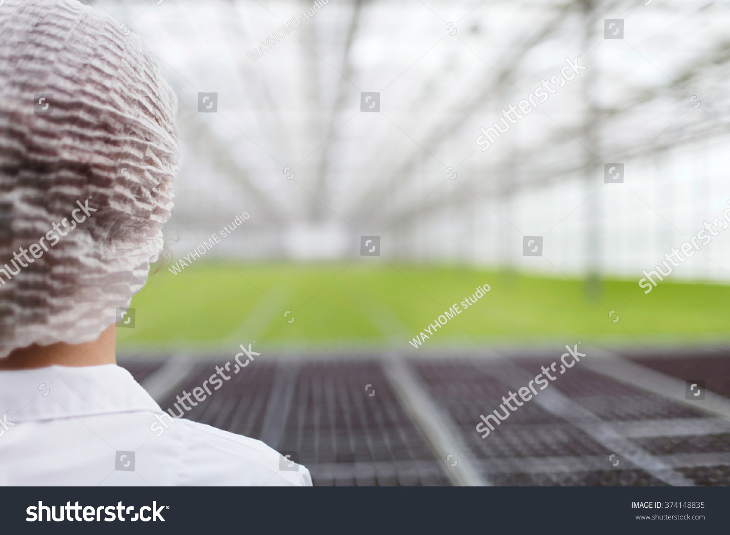 Close-up back portrait biotechnology woman engineer examining a plants for disease from greenhouse farm Quality control eaf for disease Close-up back portrait biotechnology woman engineer examining a plants for disease from greenhouse farm Quality control eaf for disease