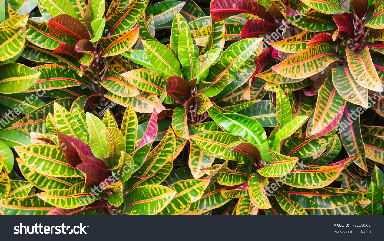 Close Colorful Garden Croton Variegated Laurel Stock Photo 172639562