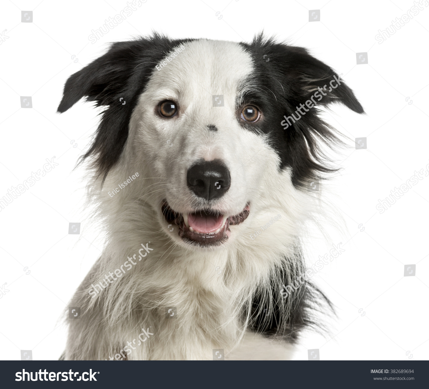 Close-up of a Border Collie in front of a white background Close-up of a Border Collie in front of a white background