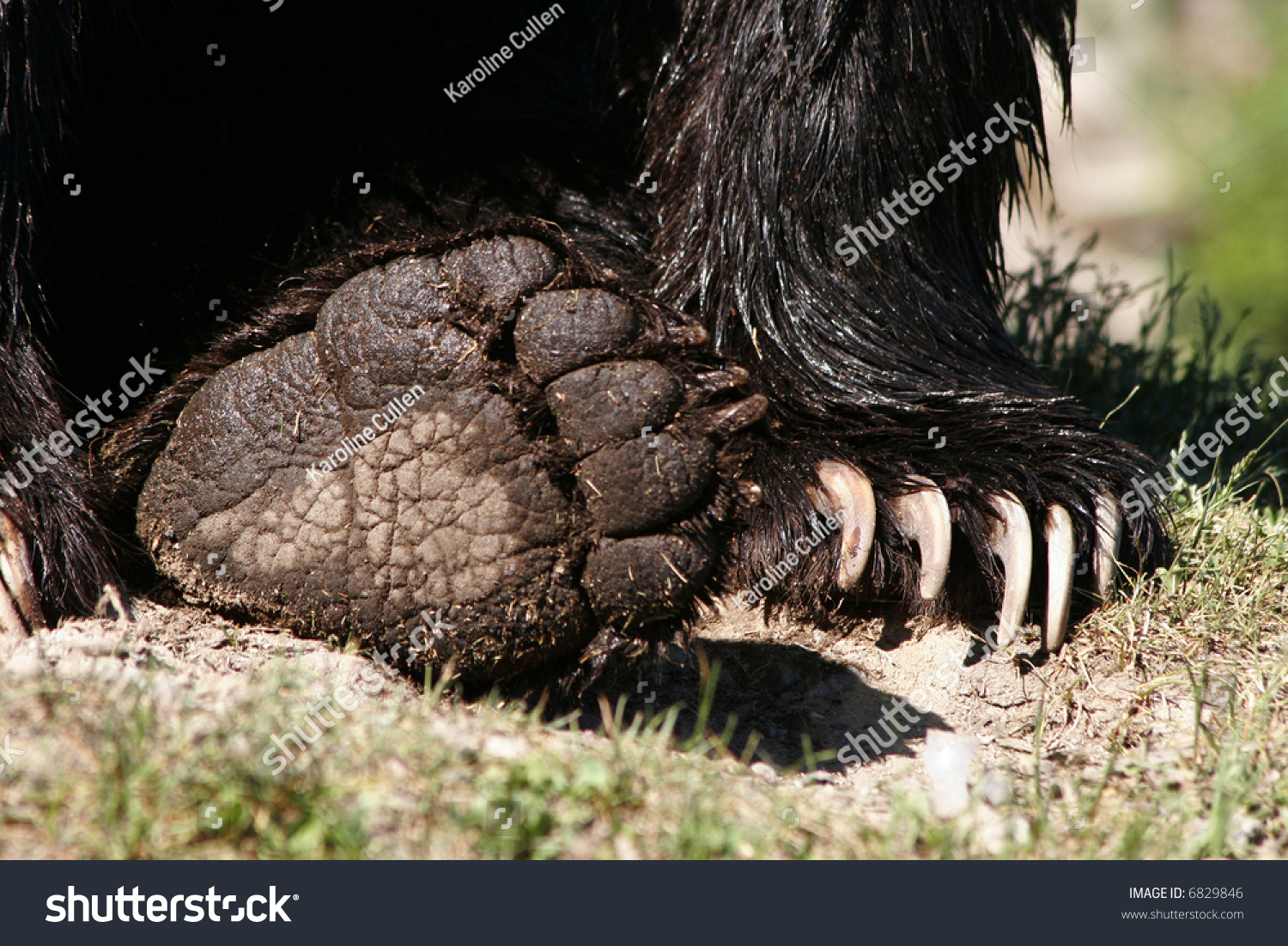 Close Grizzly Bears Paws Clearly Showing Stock Photo 6829846 Shutterstock
