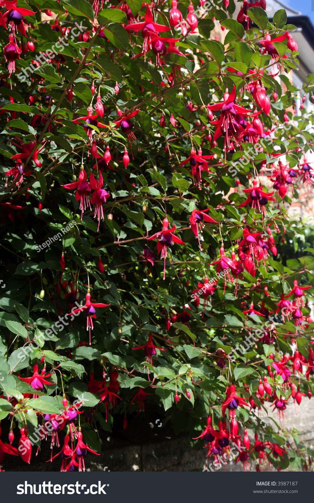 bush fuchsia close shutterstock