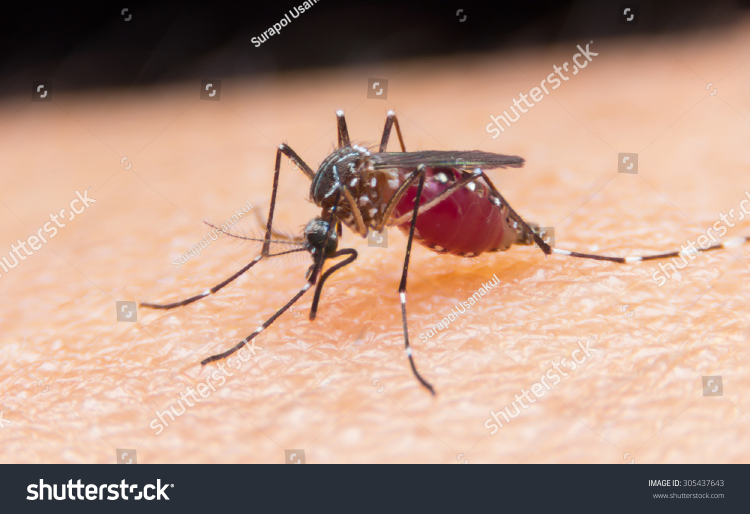 CloseUp Of A Mosquito Sucking Blood Stock Photo 305437643 Shutterstock