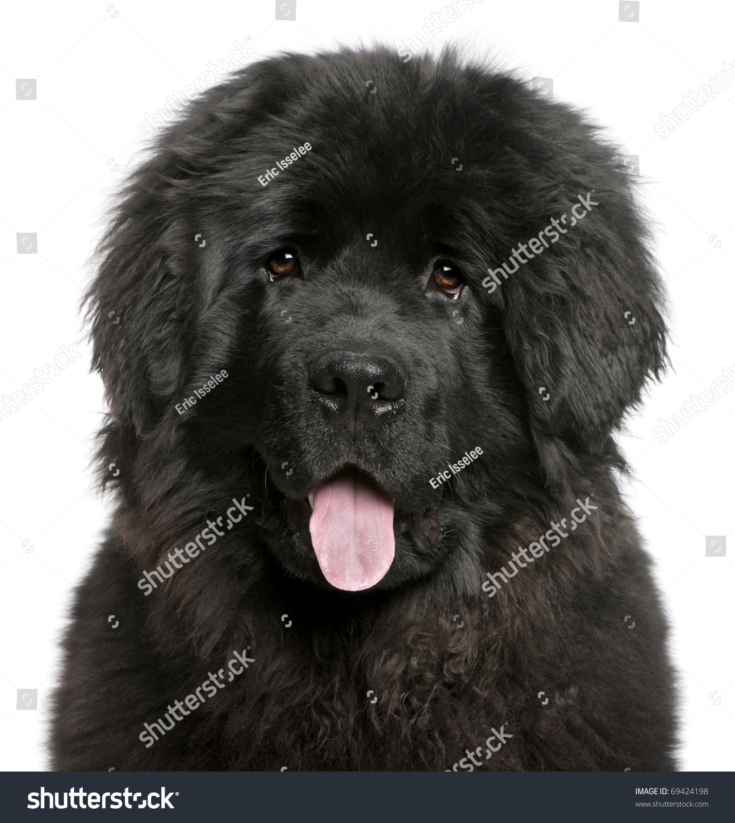 Close-Up Of Newfoundland Puppy Panting, 6 Months Old, In ...