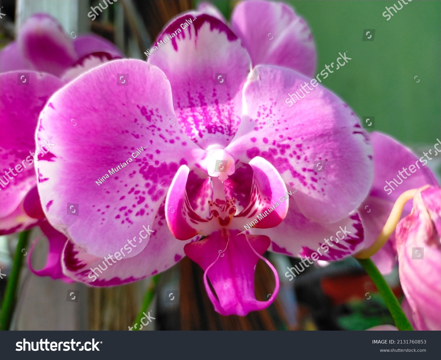 Close Pink Spotted Phalaenopsis Orchid Stock Photo 2131760853