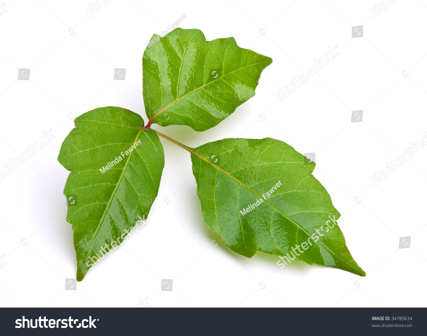 Closeup Poison Ivy Stock Photo 34785634 - Shutterstock