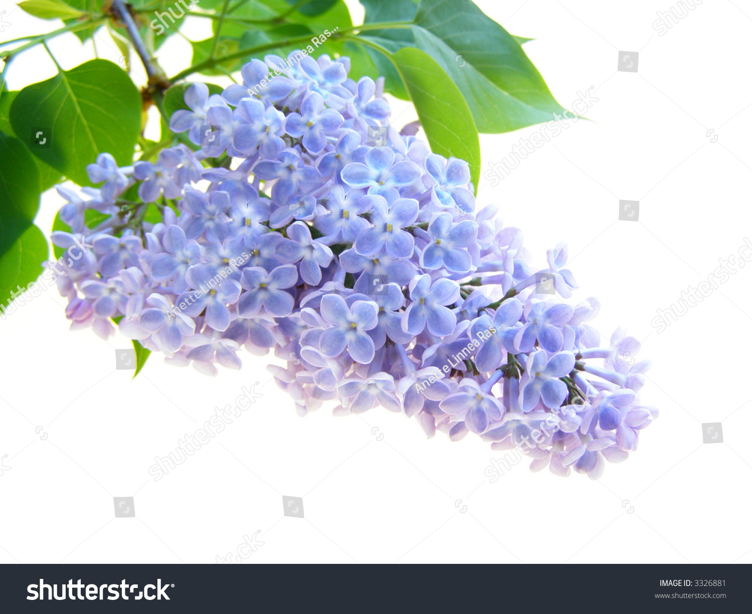 Close-up Of Purple Lilac Flower On White Background Stock Photo 3326881 