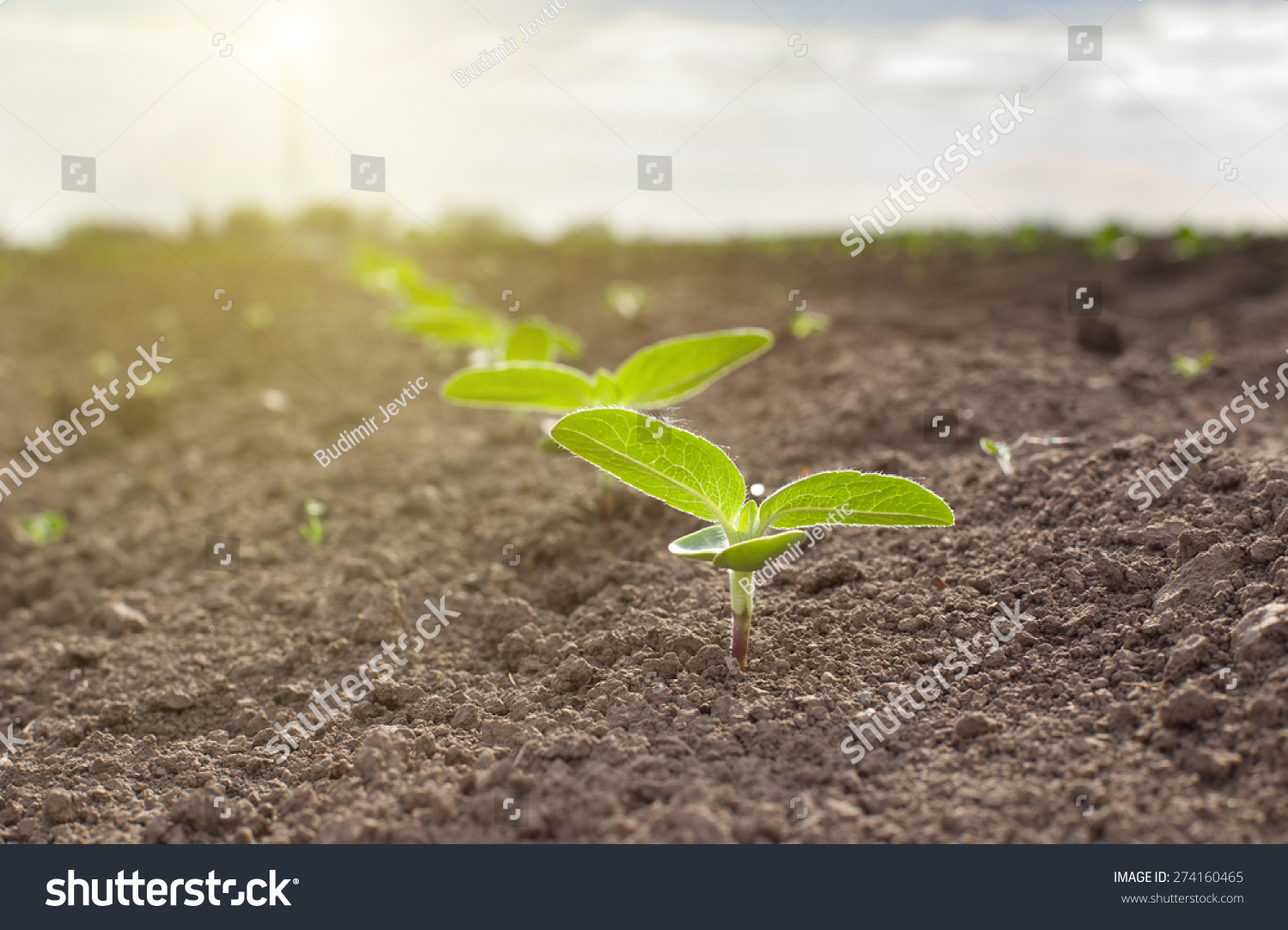 Close Up Of Sunflower Sprouts Growing From Dry Soil Imagen de archivo