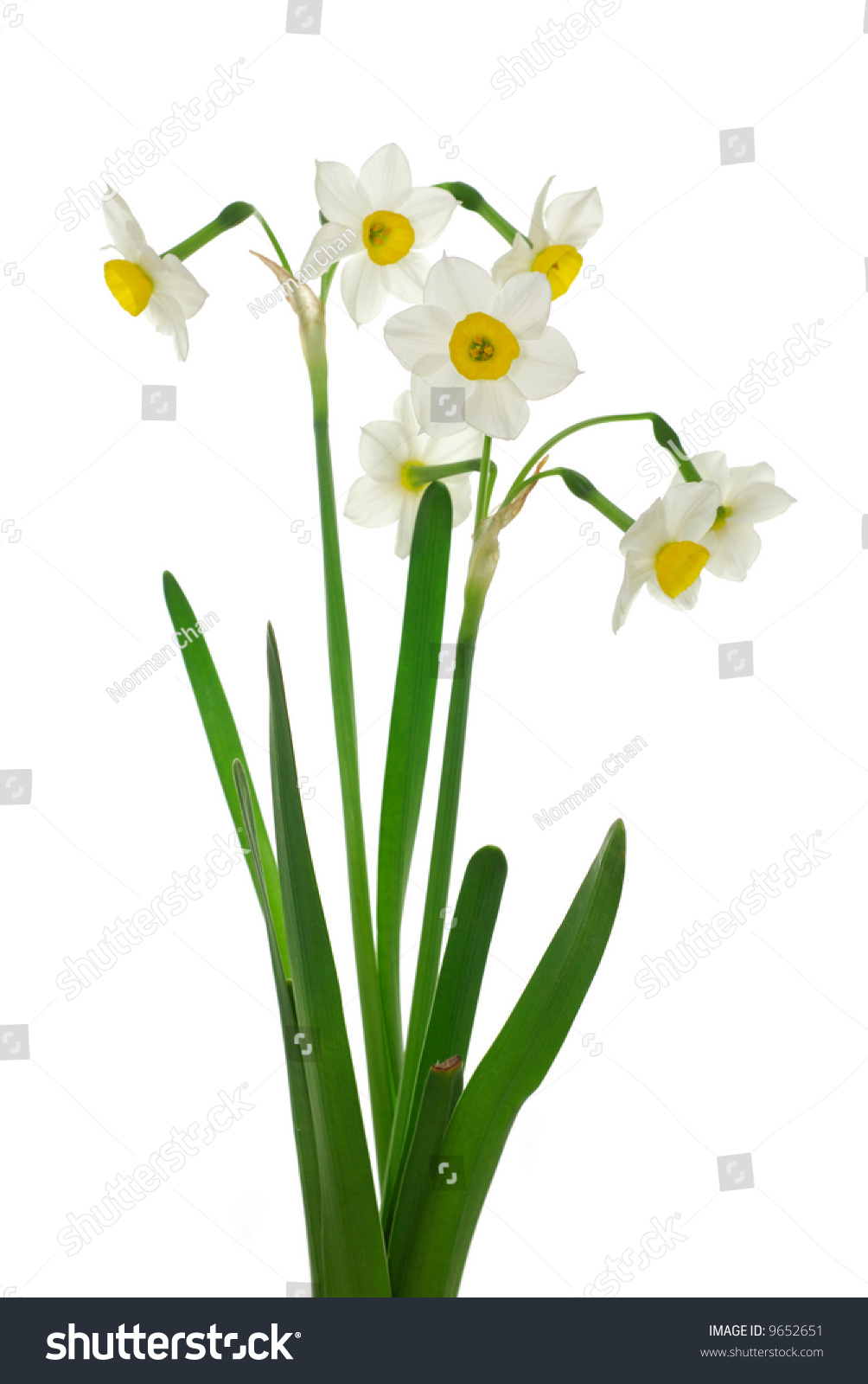 Daffodil dissection :: parts of a flower lesson