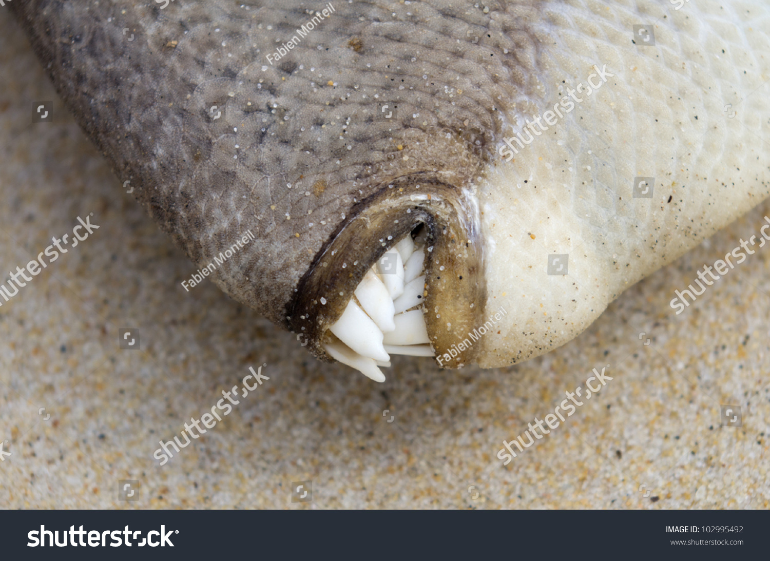 Close On Dead Triggerfish Teeth Stock Photo 102995492 - Shutterstock