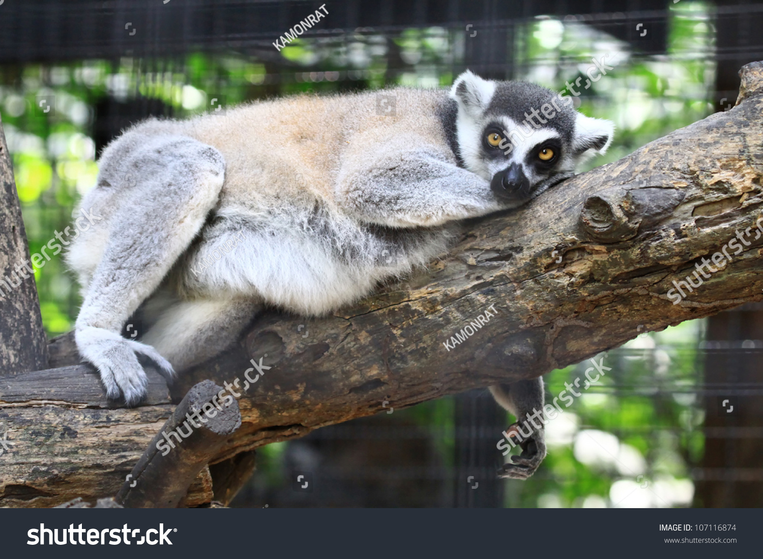 Close Up Portrait Of Lemur Catta Ring Tailed Lemur Sleep On Tree