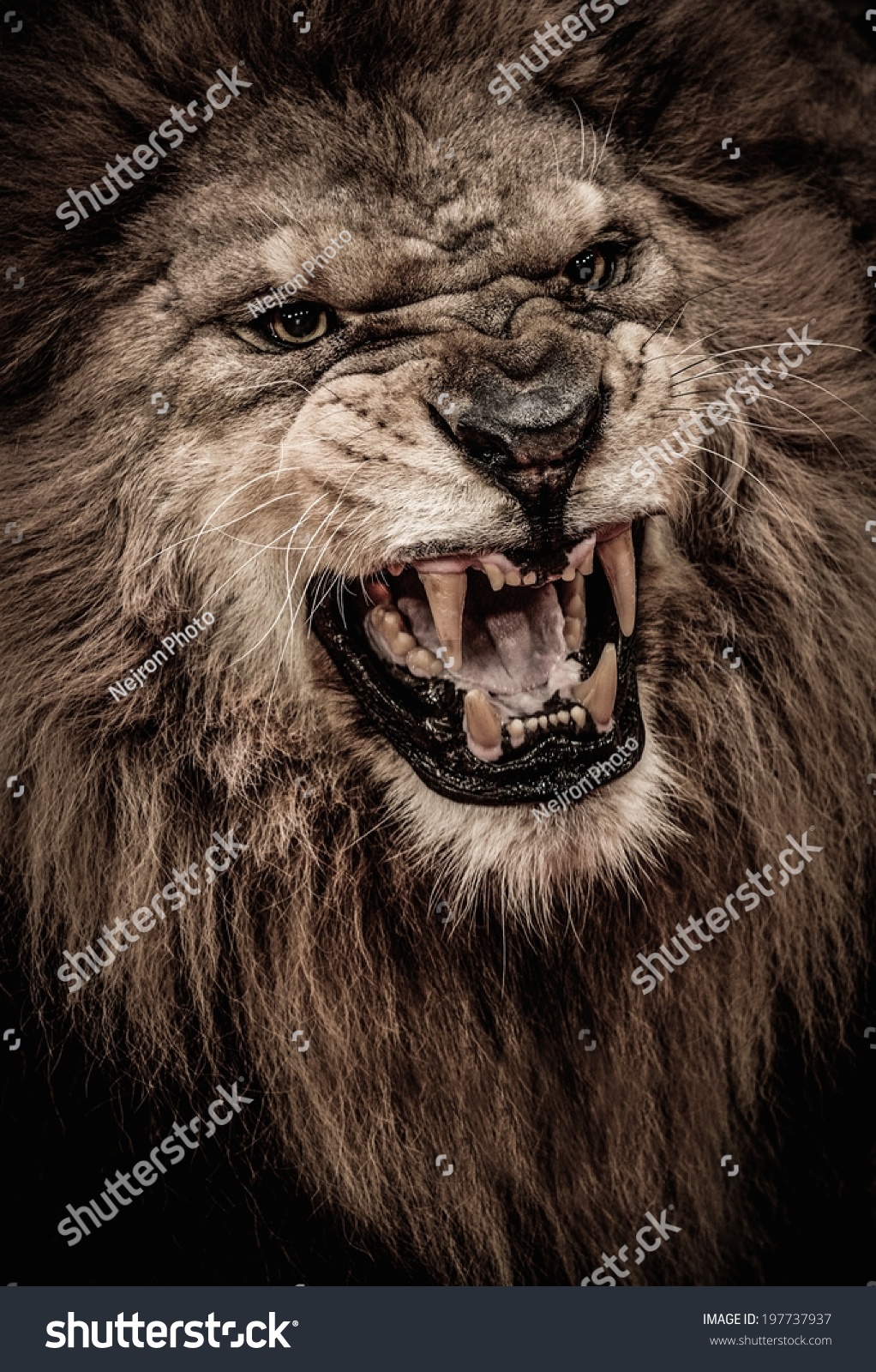 Close Up Shot Of Roaring Lion Stock Photo Shutterstock