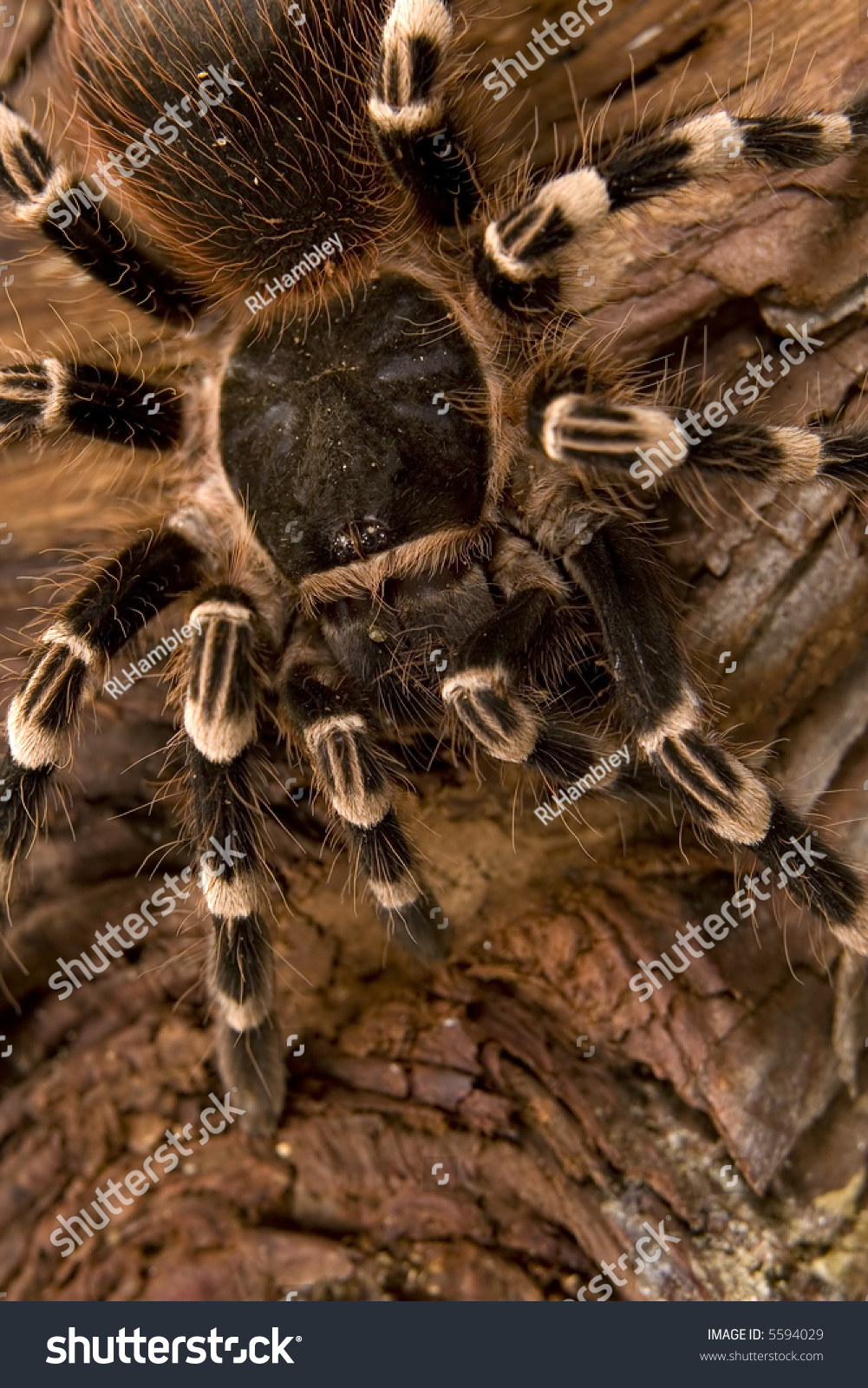 Close Up View Of A Tarantula -acanthoscurria Geniculata - Brazilian 